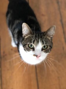 Image of a brown tabby cat with a white chest and nose looking into the camera