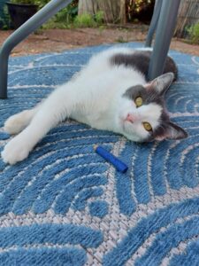 grey and white cat laying down on a blue and white rug looking at the camera