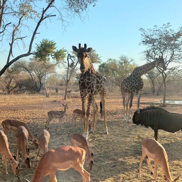 Giraffes, impalas and buffallo in the African wilderness